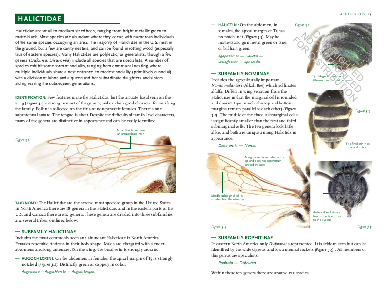Common Bees of Eastern North America