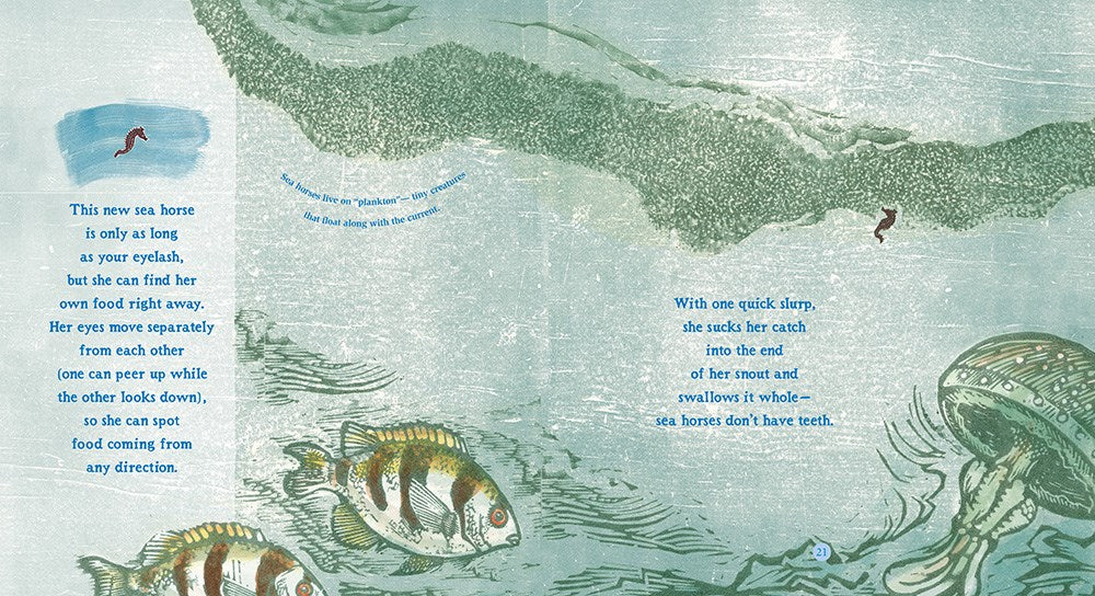 Sea Horse: The Shyest Fish in the Sea