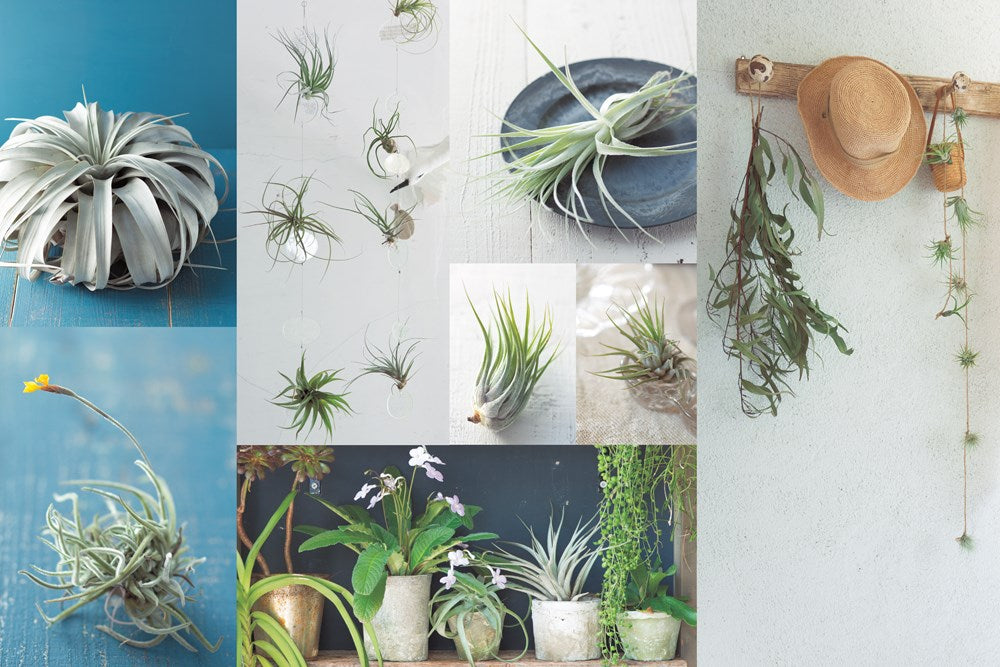 Living with Air Plants
