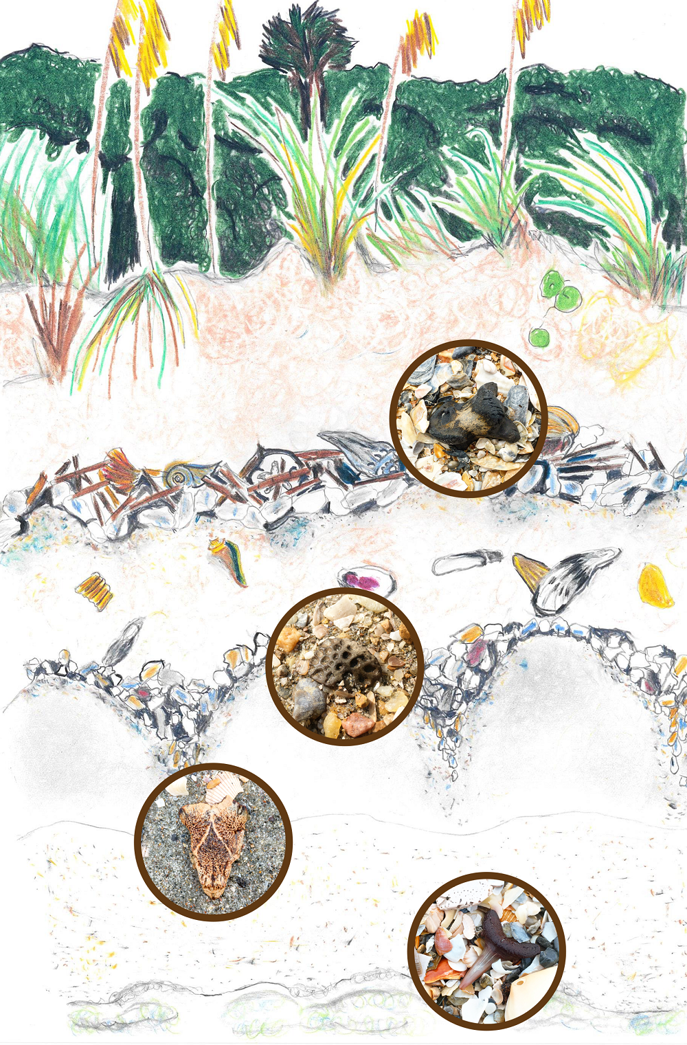 A Beachcomber's Guide to Fossils