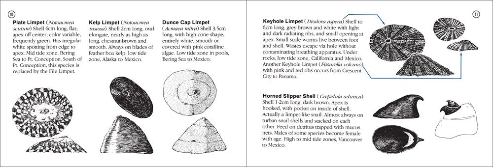 Pacific Intertidal Life