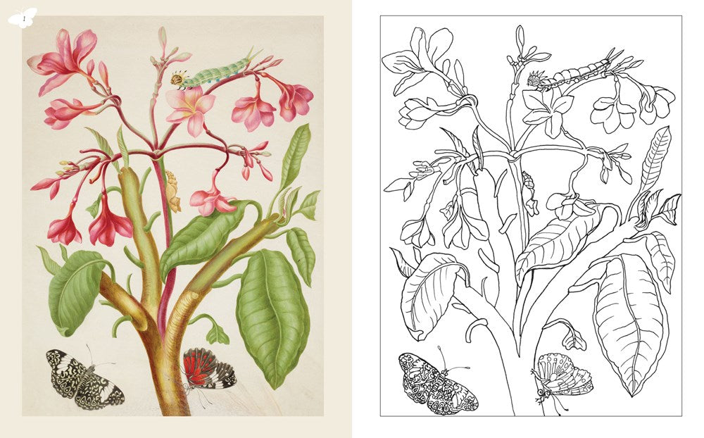 Maria Merian's Butterflies Coloring Book