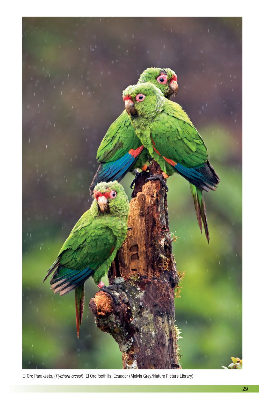 Field Guide to the Birds of Ecuador