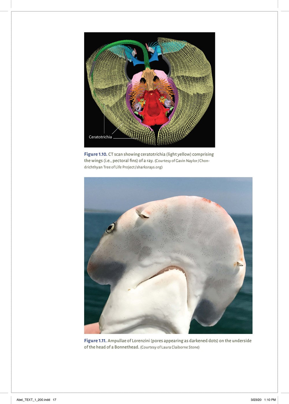 Shark Biology and Conservation