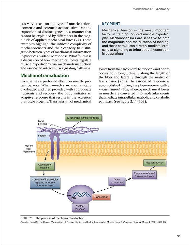 Science and Development of Muscle Hypertrophy