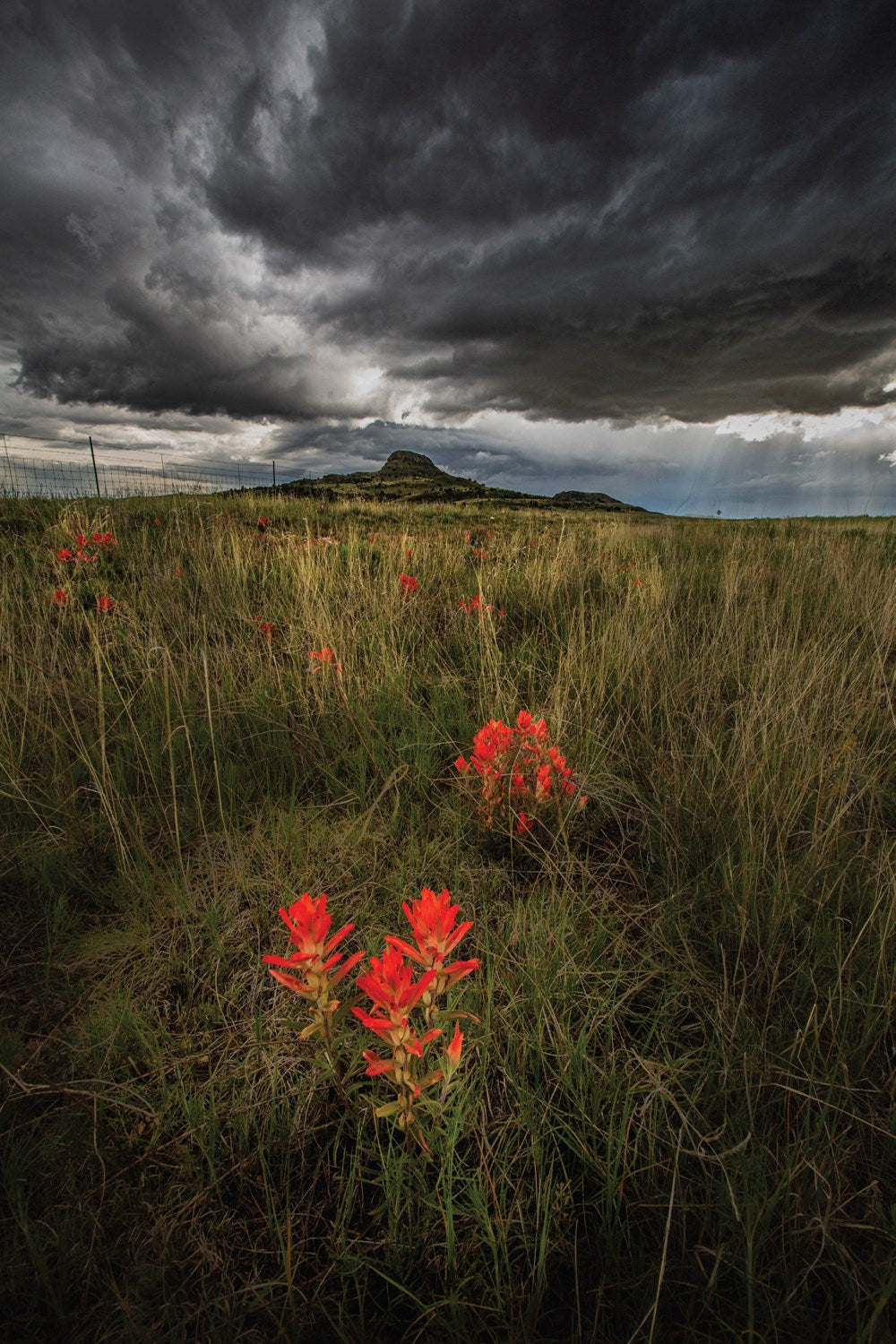 Best Wildflower Hikes New Mexico