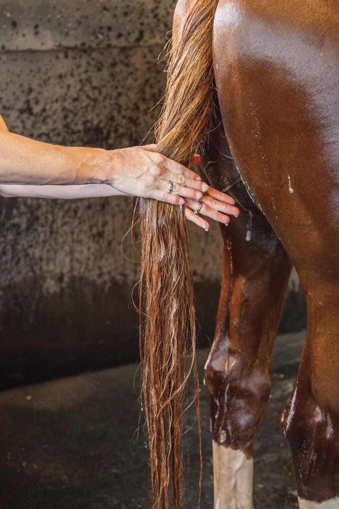 World-Class Grooming for Horses