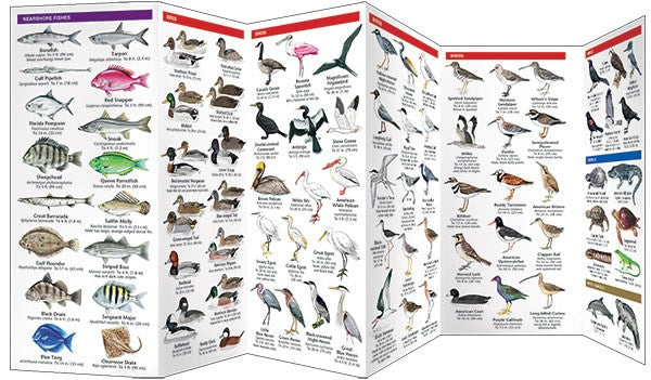 Gulf Coast Seashore Life