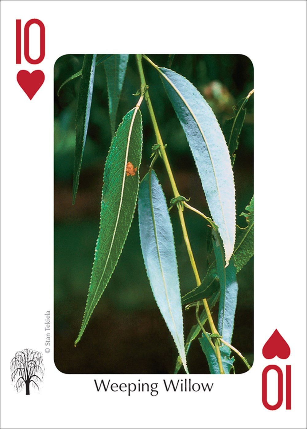 Trees of the Midwest Playing Cards