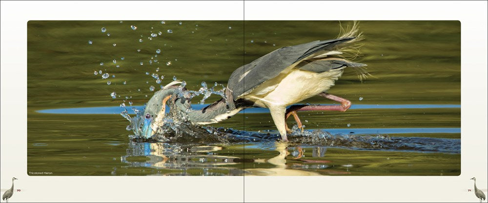 Cranes, Herons & Egrets