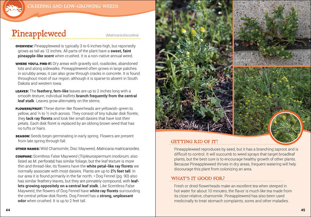 Common Backyard Weeds of the Upper Midwest