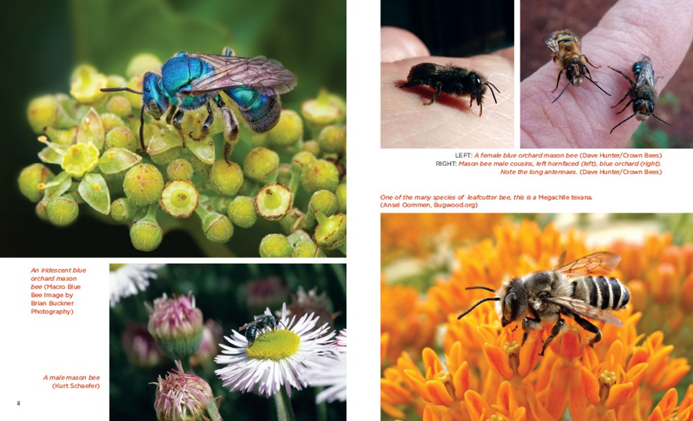 Mason Bee Revolution