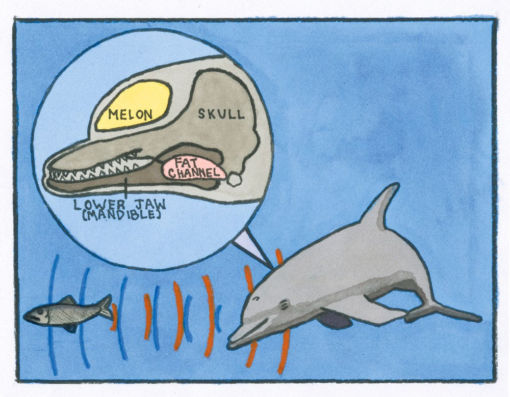 Marine Science for Kids