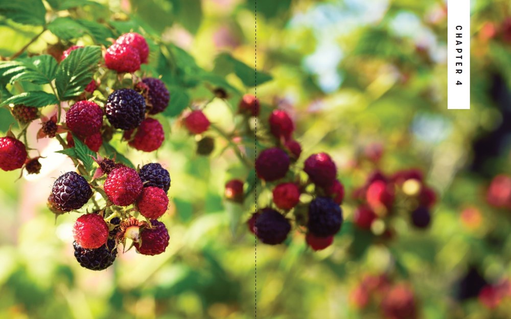 Holistic Homesteading