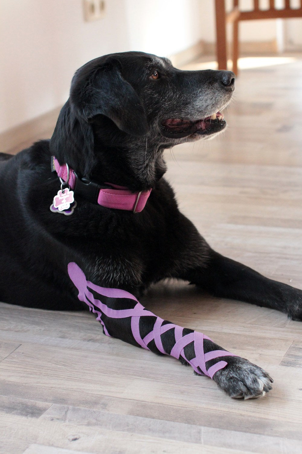Kinesiology Taping for Dogs