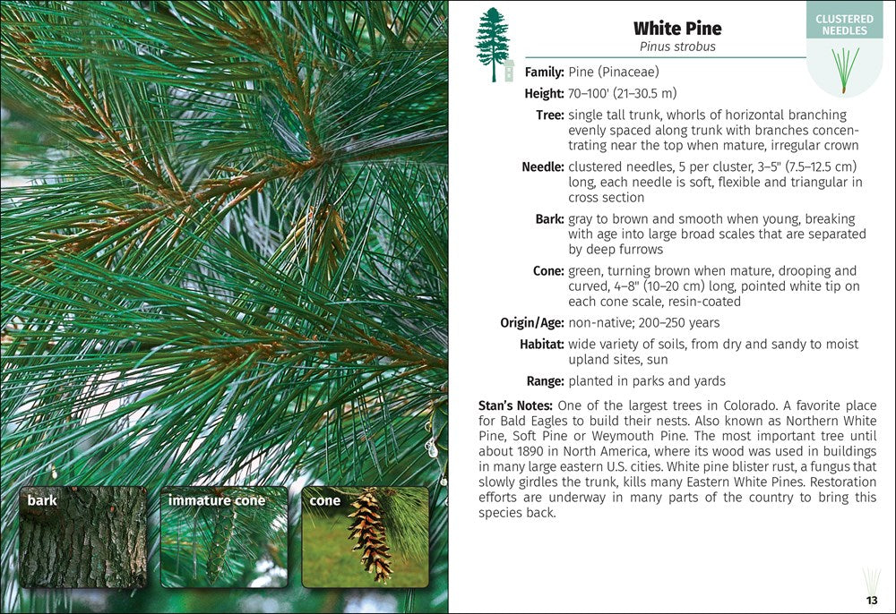 Trees of Colorado Field Guide