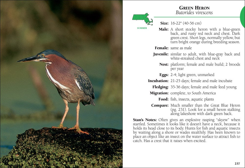 Birds of Massachusetts Field Guide