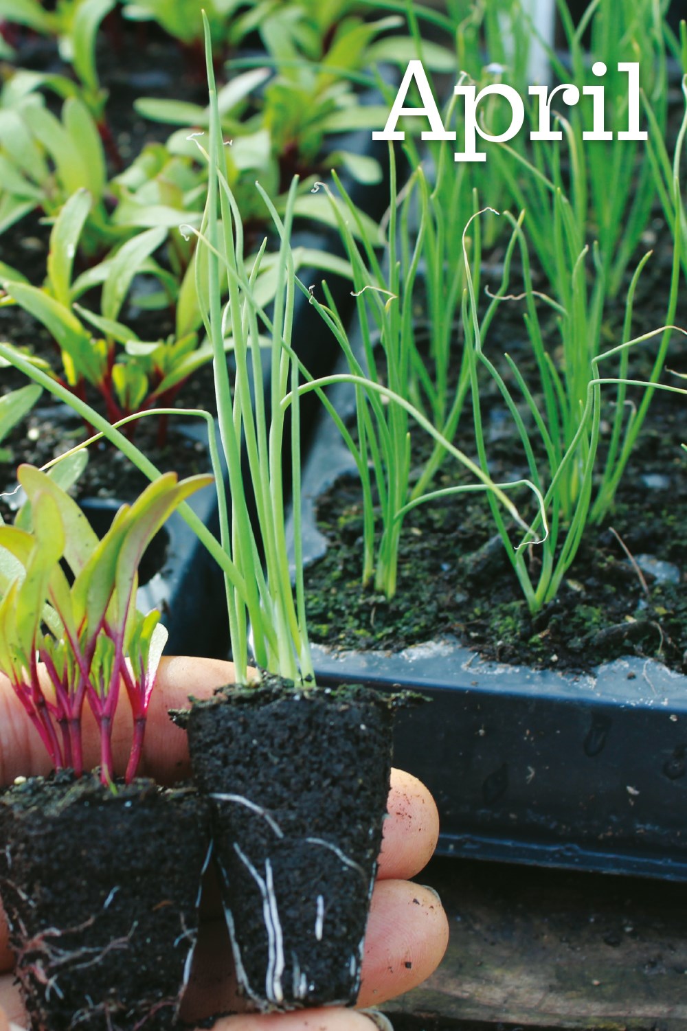 Charles Dowding's Vegetable Garden Diary