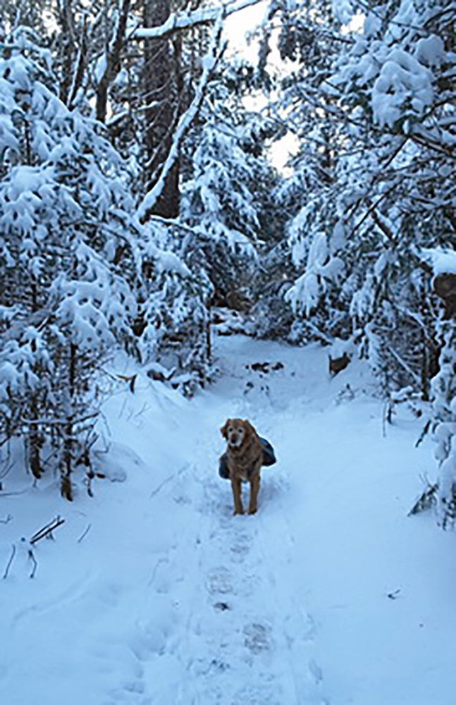 Northbound With Theo