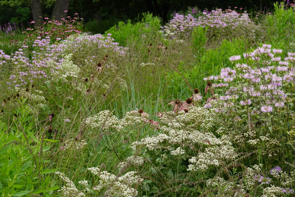 Prairie Up: An Introduction to Natural Garden Design