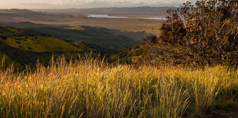 Prairie Up: An Introduction to Natural Garden Design