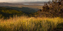 Prairie Up: An Introduction to Natural Garden Design