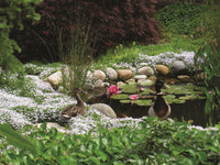 Gardening with Native Plants of the Pacific Northwest