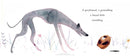 A Greyhound, a Groundhog