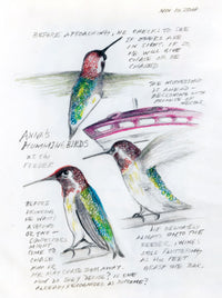 The Backyard Bird Chronicles