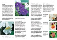 Orchid Basics