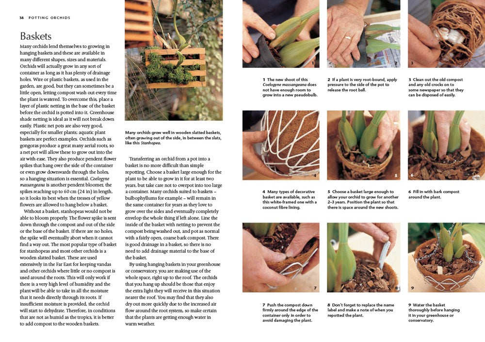 Orchid Basics
