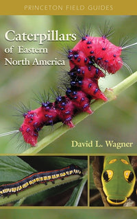 Caterpillars of Eastern North America: A Guide to Identification and Natural History