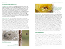 Common Bees of Eastern North America