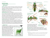 Common Bees of Eastern North America