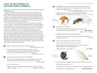 Common Bees of Eastern North America