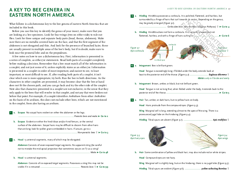 Common Bees of Eastern North America