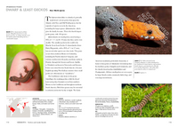 Lizards of the World