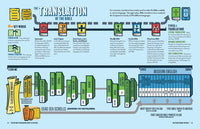 The Ultimate Infographic Guide to the Bible