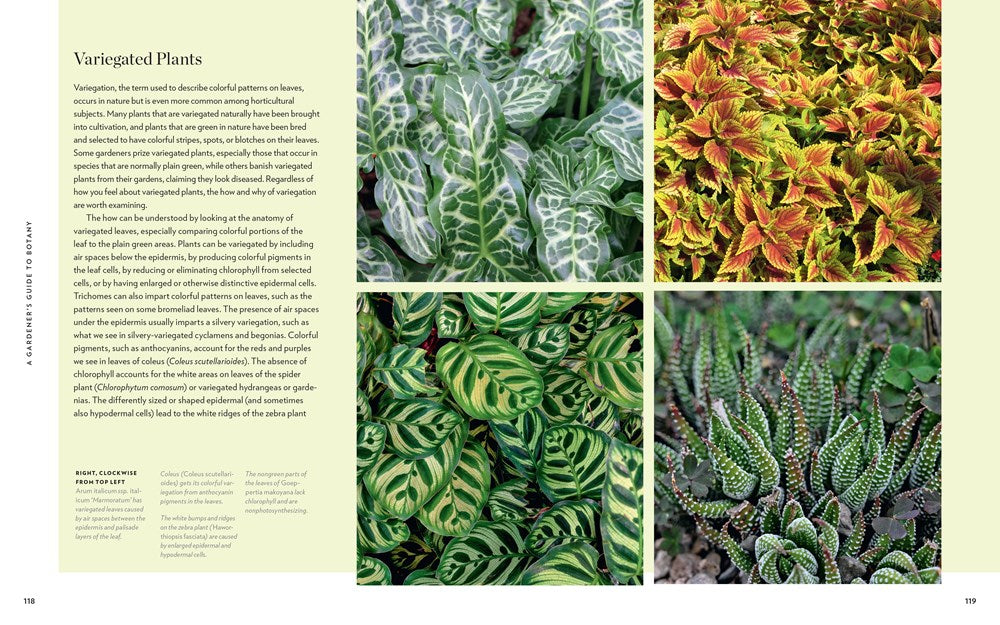 A Gardener's Guide to Botany