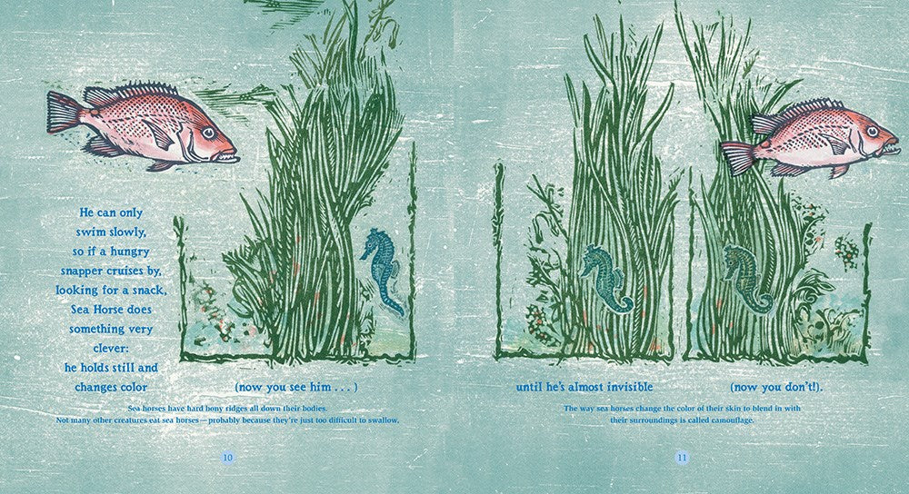 Sea Horse: The Shyest Fish in the Sea