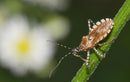 Good Bug Bad Bug