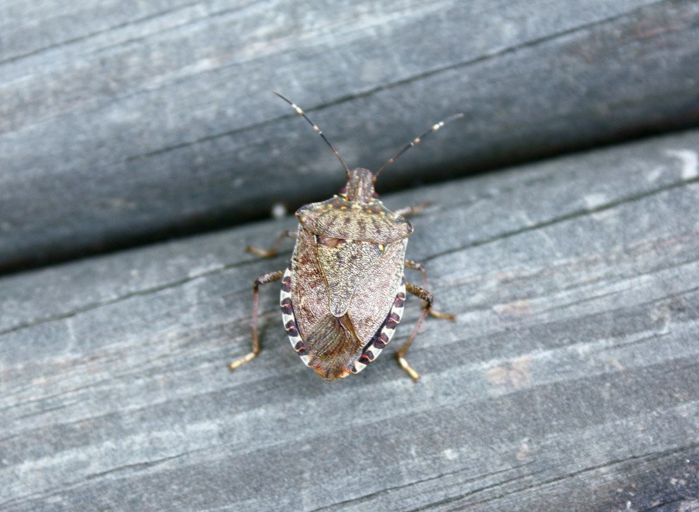 Good Bug Bad Bug