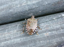 Good Bug Bad Bug