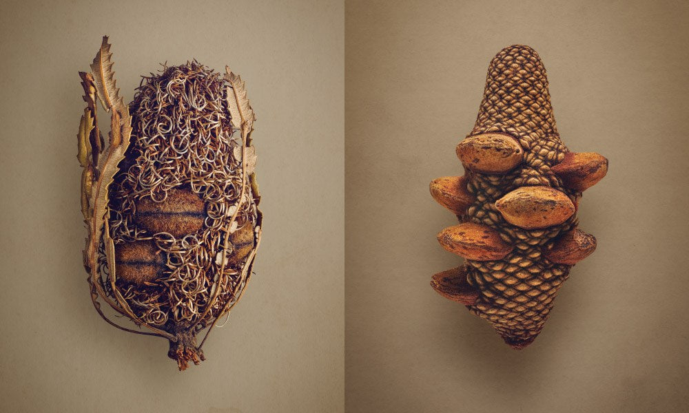 The Hidden Beauty of Seeds & Fruits