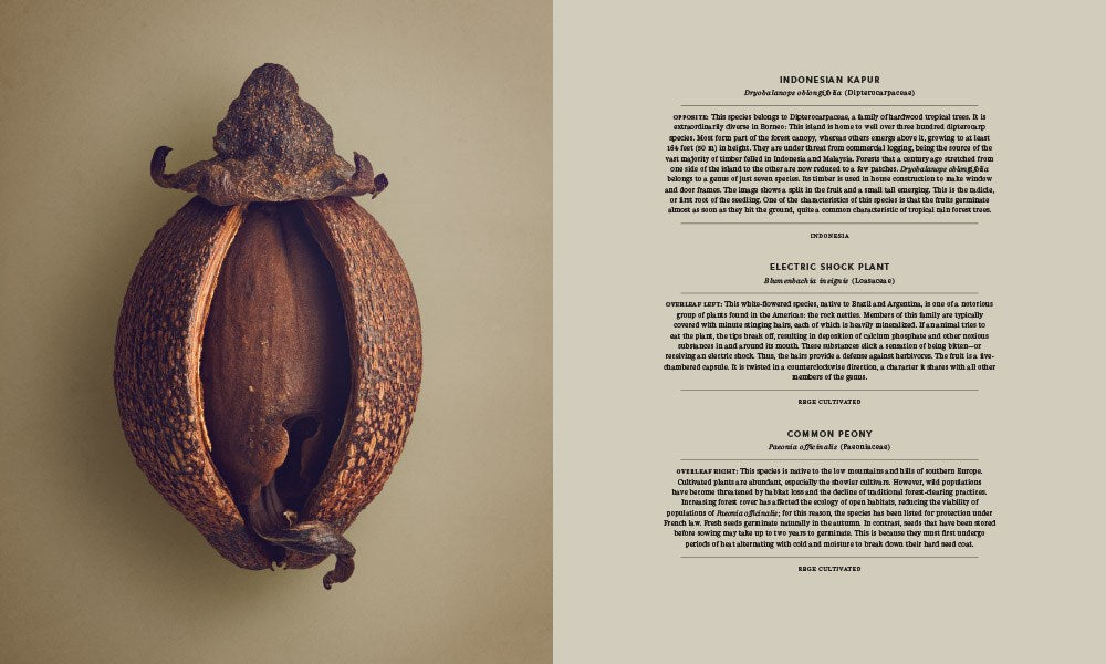 The Hidden Beauty of Seeds & Fruits