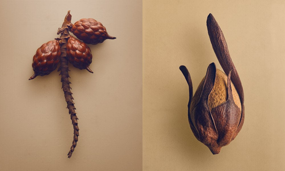 The Hidden Beauty of Seeds & Fruits