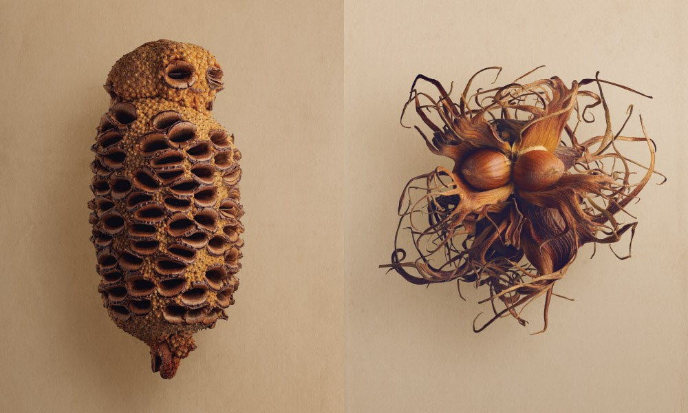 The Hidden Beauty of Seeds & Fruits