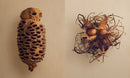 The Hidden Beauty of Seeds & Fruits