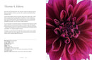 Dahlias