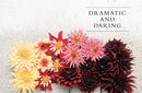 Dahlias